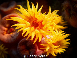 Cupcoral by Beate Seiler 
